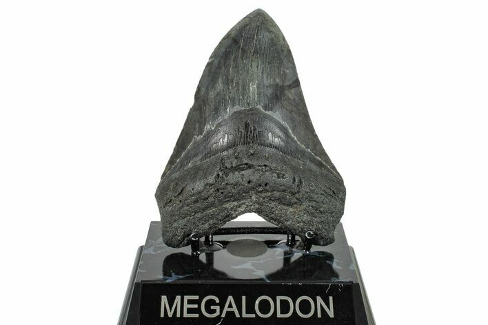 Serrated, Fossil Megalodon Tooth - South Carolina #236287